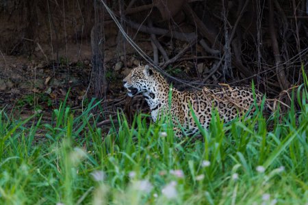 Foto de Jaguar (Panthera onca) caza a lo largo de la orilla del río en el Pantanal Norte en Mata Grosso en Brasil - Imagen libre de derechos