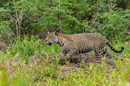 Foto de Jaguar (Panthera onca) caza a lo largo de la orilla del río en el Pantanal Norte en Mata Grosso en Brasil - Imagen libre de derechos