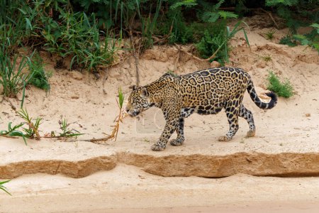 Jaguar (Panthera onca) caza a lo largo de la orilla del río en el Pantanal Norte en Mata Grosso en Brasil