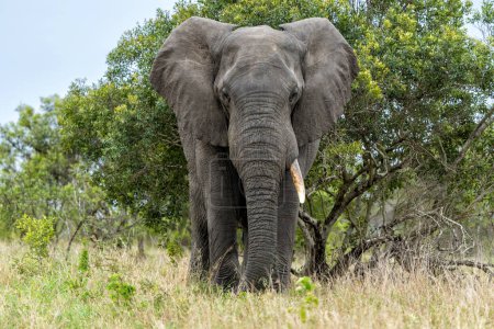 Téléchargez les photos : Taureau éléphant marchant et cherchant de la nourriture et de l'eau dans le parc national Kruger en Afrique du Sud - en image libre de droit