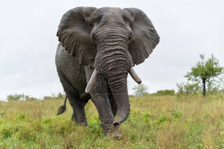 Elefante toro caminando y buscando comida y agua en el Parque Nacional Kruger en Sudáfrica