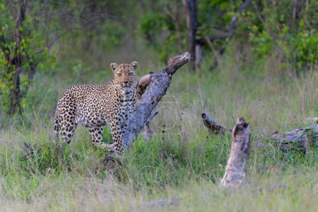 Photo for Leopard (Panthera pardus) looking for prey while controlling her territory in Sabi Sands Game Reserve in the Greater Kruger Region in South Africa - Royalty Free Image