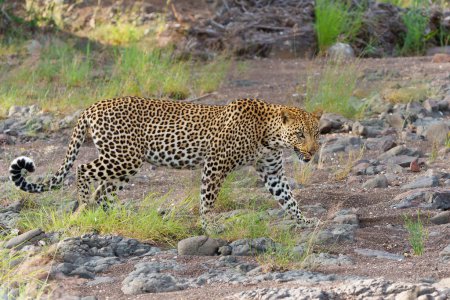 Leopardo (Panthera Pardus). Este macho estaba teniendo un problema con la hiena acerca de su presa en la madrugada en la Reserva de Caza Mashatu en el Bloque Tuli en Botswana                               