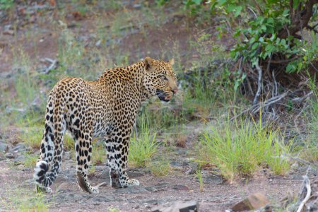 Leopardo (Panthera Pardus). Este macho estaba teniendo un problema con la hiena acerca de su presa en la madrugada en la Reserva de Caza Mashatu en el Bloque Tuli en Botswana                               