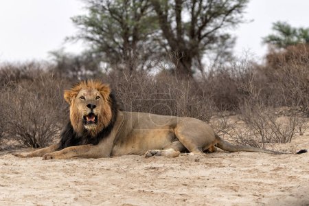This dominant male lion (Panthera leo) was protecting his prey inKalahari Desert. in the Kgalagadi Transfrontier Park in South Africa