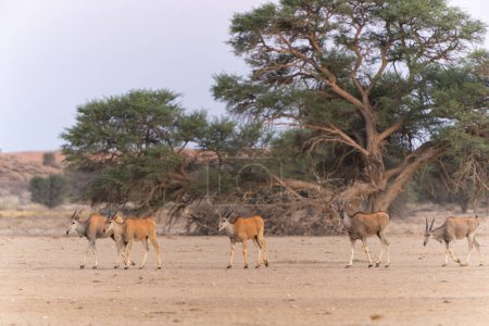 La terre commune, également connue sous le nom d'antilope du sud (Taurotragus oryx) marchant vers un trou d'eau dans le parc transfrontalier de Kgalagadi en Afrique du Sud.