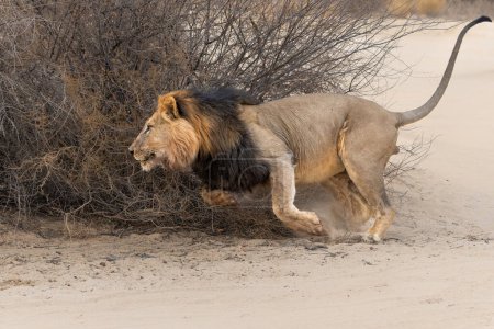 This dominant male lion (Panthera leo) was protecting his prey inKalahari Desert. in the Kgalagadi Transfrontier Park in South Africa