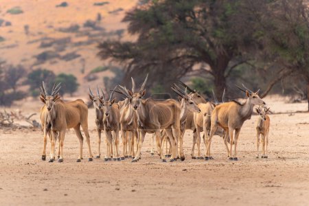 La terre commune, également connue sous le nom d'antilope du sud (Taurotragus oryx) marchant vers un trou d'eau dans le parc transfrontalier de Kgalagadi en Afrique du Sud.