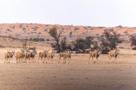 Das gemeinsame Land, auch bekannt als das südliche Land oder das Elend Antilope (Taurotragus oryx) zu Fuß zu einem Wasserloch im Kgalagadi Transfrontier Park in Südafrika.