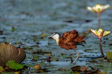 African Jacana (Actophilornis africanus) wading between a field of Water Lilies in a cove in the Chobe river between Namibia and Botswana