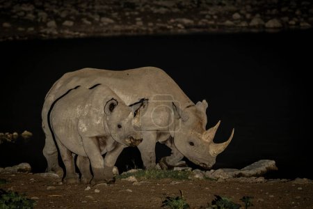 Rinoceronte negro, rinoceronte negro o rinoceronte de labio gancho (Diceros bicornis) en la noche. rinoceronte negro que visita la cuenca del Okaukuejo en la noche en el Parque Nacional Etosha en Namibia