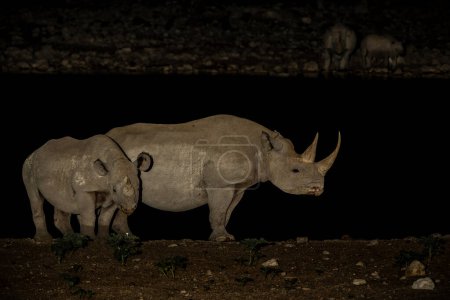 Rinoceronte negro, rinoceronte negro o rinoceronte de labio gancho (Diceros bicornis) en la noche. rinoceronte negro que visita la cuenca del Okaukuejo en la noche en el Parque Nacional Etosha en Namibia