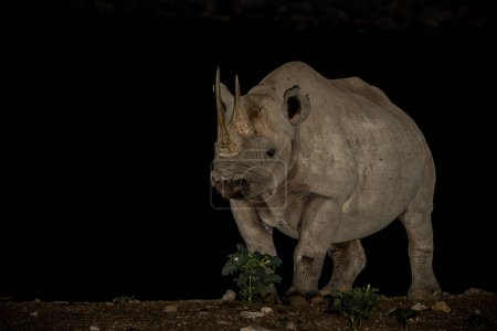 Black rhinoceros, black rhino or hook-lipped rhinoceros (Diceros bicornis) in the night. Black rhino visiting the Okaukuejo waterhole in the night in Etosha National Park in Namibia