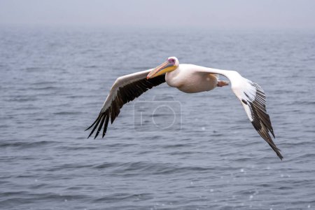 Weißpelikan (Pelecanus onocrotalus) fliegt am Morgen in der Nähe von Pelican Point in der Lagune von Walvisbucht