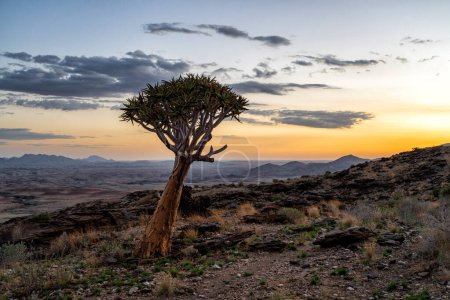 Köcherbaum mit Sonnenuntergang in der trostlosen Rostocker Gegend zwischen Solitaire und Walvisbucht in Namibia