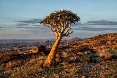 Köcherbaum mit Sonnenaufgang in der trostlosen Rostocker Gegend zwischen Solitaire und Walvisbucht in Namibia