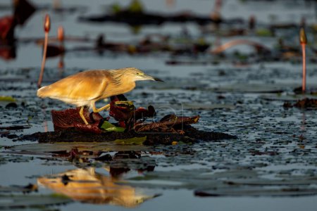 Squacco Heron (Ardeola ralloides) fishing in a water lily field in the early morning with warm light in the Chobe river between Botswana and Namibia