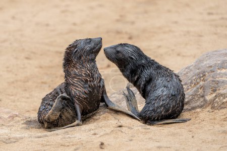 Bebé de la foca del Cabo en Cape Cross. Estos pubs de 3 meses de antigüedad del Cape Fur Seal (Arctocephalus pusillus) viven en la Reserva del Cape Cross Seal en Namibia. 