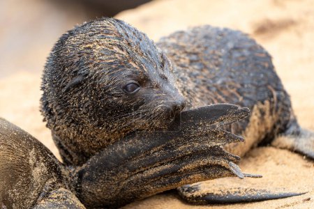 Bebé de la foca del Cabo en Cape Cross. Estos pubs de 3 meses de antigüedad del Cape Fur Seal (Arctocephalus pusillus) viven en la Reserva del Cape Cross Seal en Namibia. 