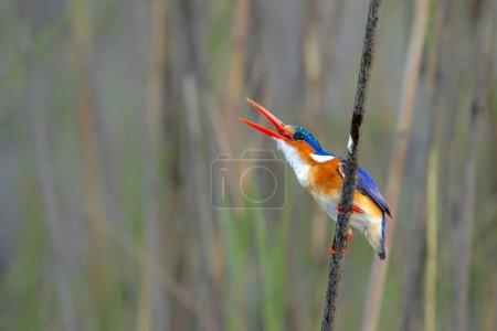 Malachite kingfisher (Corythornis cristatus) eating a dragonfly in the Chobe River between Namibia and Botswana. Low angle shot from a boat.