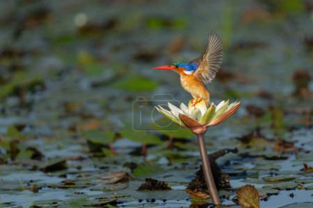 Malachite kingfisher (Corythornis cristatus) fishes from a water lily  in the Chobe River between Namibia and Botswana. Low angle shot from a boat.