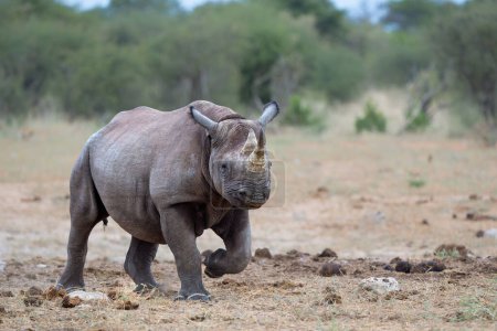 Rhinocéros noir, rhinocéros noir ou rhinocéros à lèvres crochues (Diceros bicornis) courant près d'un trou d'eau juste avant la tombée de la nuit dans le parc national d'Etosha en Namibie