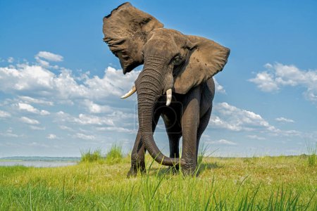 Rencontre étroite avec un éléphant d'un bateau. Éléphant d'Afrique mangeant de l'herbe fraîche à la rivière Chobe entre le Botswana et la Namibie en saison verte.