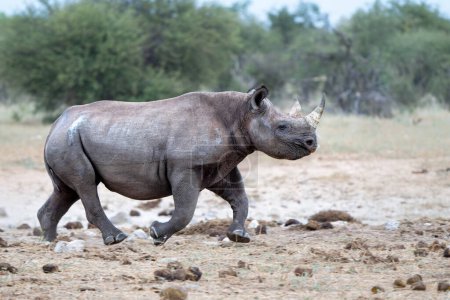 Rhinocéros noir, rhinocéros noir ou rhinocéros à lèvres crochues (Diceros bicornis) courant près d'un trou d'eau juste avant la tombée de la nuit dans le parc national d'Etosha en Namibie