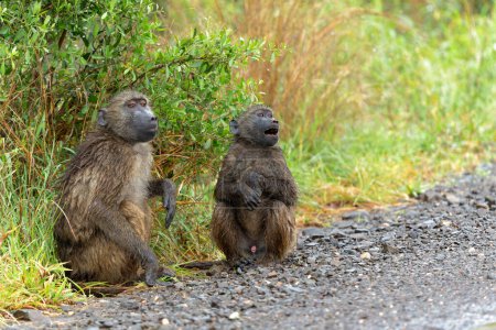 Babouin à la recherche de nourriture sous la pluie pendant la saison verte dans le parc national Kruger en Afrique du Sud