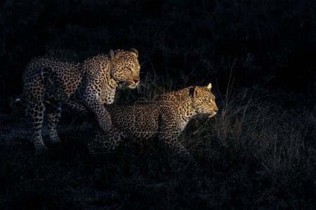 Leopard mating couple at night in Sabi Sands Game Reserve in the greater Kruger Region in South Africa