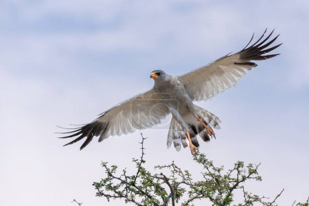 Goshawk canto pálido que vuela - Parque Transfronterizo de Kgalagadi - Sudáfrica