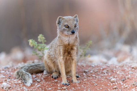  The yellow mongoose (Cynictis penicillata) sitting and looking around for food in the Kalahari in South Africa