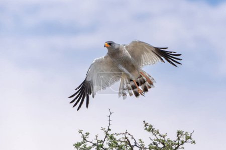 Blasse singende Habichte fliegen davon - Kgalagadi Transfrontier Park - Südafrika