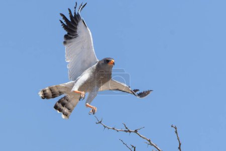 Photo for Pale chanting goshawk flying away - Kgalagadi Transfrontier Park - South Africa - Royalty Free Image