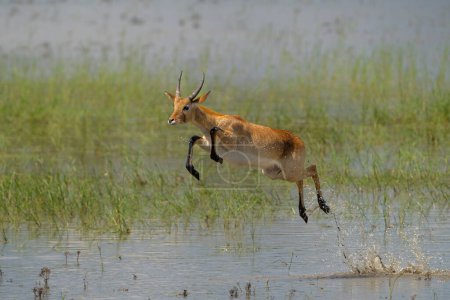 Lechwe, red lechwe oder Southern lechwe (Kobus leche) springen durch das Wasser der Okanvanga-Auen im Mahango-Nationalpark in der Karibik