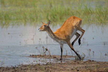 Lechwe, lechwe roja o lechwe meridional (Kobus leche) saltando a través del agua de las llanuras aluviales de Okanvanga en el Parque Nacional Mahango en la Carivistrip de Namibia