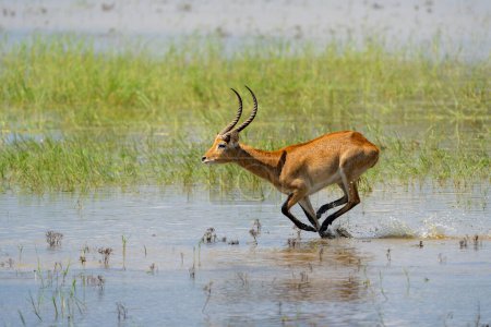 Lechwe, red lechwe oder Southern lechwe (Kobus leche) springen durch das Wasser der Okanvanga-Auen im Mahango-Nationalpark in der Karibik