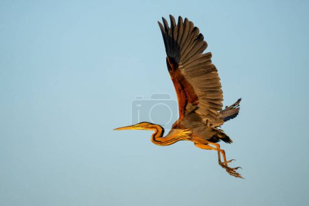 Purple heron (Ardea purpurea) flying away in the early morning in the Chobe River between Botswana and Namibia  
