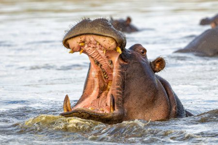 Téléchargez les photos : Hippopotame dans la rivière Chobe à la frontière entre le Botswana et la Namibie. Un hippopotame agressif montre un comportement dominant. - en image libre de droit