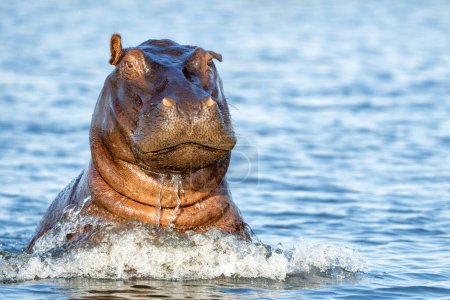 Téléchargez les photos : Hippopotame dans la rivière Chobe à la frontière entre le Botswana et la Namibie. Un hippopotame agressif montre un comportement dominant. - en image libre de droit