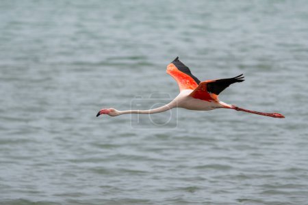 Großer Flamingo, Phoenicopterus roseus, fliegt in der Lagune in Walvisbucht in Namibia