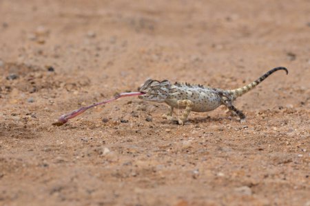 Photo for Namaqua chameleon (Chamaeleo namaquensis) hunting in the red dunes of the Namib Desert close to Swakopmund in Namibia - Royalty Free Image