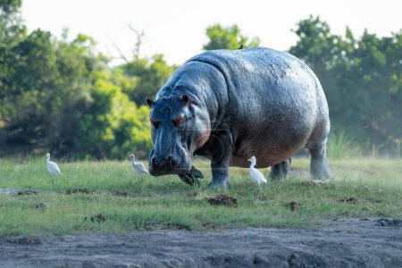 Foto de Hipopótamo en la carrera en tierra en el Parque Nacional Chobe en Botswana - Imagen libre de derechos