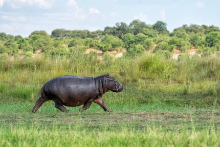 Téléchargez les photos : Hippo en fuite sur terre dans le parc national de Chobe au Botswana - en image libre de droit