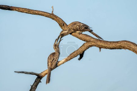 Die Männchen des Afrikanischen Grauen Hornvogels (Lophoceros nasutus) kämpfen im Mahango-Nationalpark im Caprivizipfel in Namibia im ersten warmen Licht des Tages
