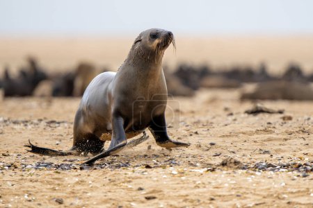 Cape Fur Seal (Arctocephalus pusillus) hanging around after fishing at  pelican point near Walvis Bay in Namibia