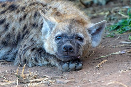 Cachorro de hiena manchado despertando con el amanecer en la reserva de caza de Mashatu en el bloque Tuli en Botswana