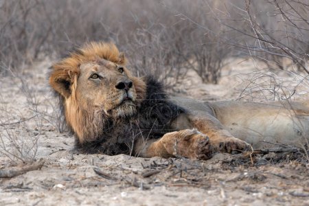 Lion male in the Kalahari Desert. This dominant male lion (Panthera leo) was protecting his prey in the Kgalagadi Transfrontier Park in South Africa.