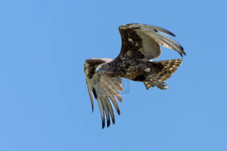 Brown Snake Eagle (Circaetus cinereus) flying away in the Kruger National Park in South Africa                        