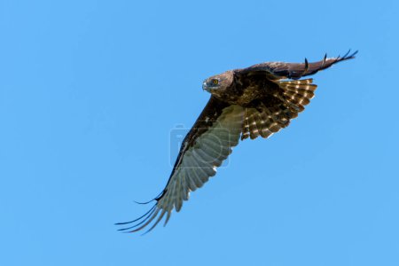 Brown Snake Eagle (Circaetus cinereus) flying away in the Kruger National Park in South Africa                        
